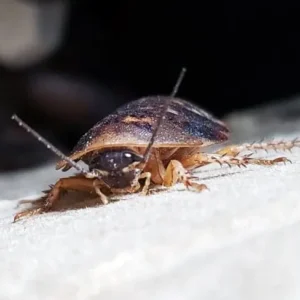 Premium Live Dubia Roaches (Blaptica dubia) - Superior Feeder Insects